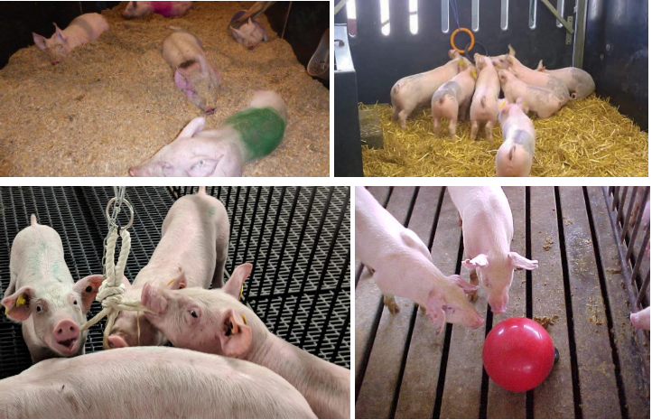 lowering the risk of tail biting in pigs.PNG